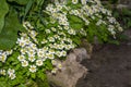 Cape daisies or African daisy Osteorspermum detail of a daisybush in a garden border