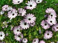 Cape daisies or Dimorfotecas Royalty Free Stock Photo