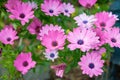 A display of Cape daisies Osteospermum. Royalty Free Stock Photo