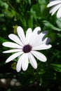 Cape daisy also called osteospermum with beautiful white petals Royalty Free Stock Photo