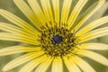 Cape dandelion yellow flower close up