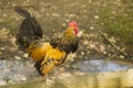 Cape Dutch bantam at Prinknash Bird and Deer Park