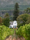 Cape Dutch style building at Groot Constantia, Cape Town, South Africa, with vineyard in  foreground and mountains in background Royalty Free Stock Photo