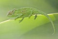 Cape Dwarf Chameleon