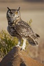 Cape Eagle Owl