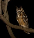 Cape Eagle Owl Royalty Free Stock Photo
