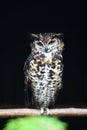Cape eagle owl Royalty Free Stock Photo