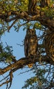 Cape eagle-owl on the branch of an acacia tree Royalty Free Stock Photo