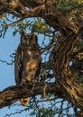 Cape eagle-owl on the branch of an acacia tree Royalty Free Stock Photo