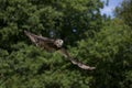 Cape Eagle Owl, bubo capensis, Adult in Flight Royalty Free Stock Photo