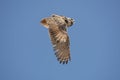 HIBOU GRAND DUC DU CAP bubo capensis Royalty Free Stock Photo