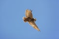 HIBOU GRAND DUC DU CAP bubo capensis Royalty Free Stock Photo