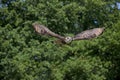 HIBOU GRAND DUC DU CAP bubo capensis Royalty Free Stock Photo