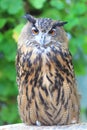 Cape eagle Owl Royalty Free Stock Photo
