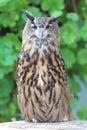 Cape eagle Owl Royalty Free Stock Photo