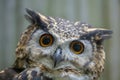 Cape Eagle Owl, bubo capensis Royalty Free Stock Photo