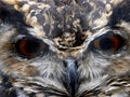 Cape eagle owl bubo capensis african bird Royalty Free Stock Photo