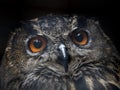 Cape eagle owl bubo capensis african bird Royalty Free Stock Photo