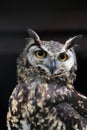 Cape Eagle-Owl Royalty Free Stock Photo