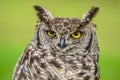 Cape eagle-owl or bubo capensis headshot portrait Royalty Free Stock Photo