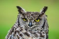 Cape eagle-owl or bubo capensis headshot portrait Royalty Free Stock Photo