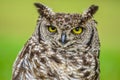 Cape eagle-owl or bubo capensis headshot portrait Royalty Free Stock Photo