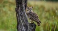 Cape eagle owl Bubo capensis is a large bird of prey perched in wild Royalty Free Stock Photo