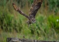Cape eagle owl  bubo capensis a nocturnal raptor bird in flight in the wild Royalty Free Stock Photo