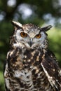 Cape Eagle Owl, bubo capensis, Portrait of Adult Royalty Free Stock Photo
