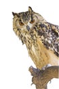 Cape Eagle Owl Bubo Capensis