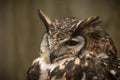 A Cape Eagle Owl close up portrait Royalty Free Stock Photo