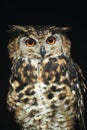 Cape eagle-owl Royalty Free Stock Photo