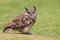 Cape eagle-owl perched on the ground Royalty Free Stock Photo
