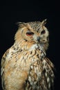 Cape eagle owl