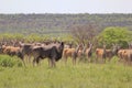 Cape Eland - African Antelope 2 Royalty Free Stock Photo