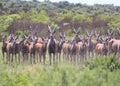 Cape Eland - African Antelope Royalty Free Stock Photo