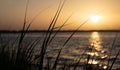 Cape Fear River Sunset Through the Reeds Royalty Free Stock Photo