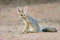 Cape fox Royalty Free Stock Photo