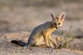 Cape fox, Kalahari desert Royalty Free Stock Photo