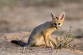 Cape fox, Kalahari desert