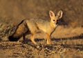 Cape fox, Kalahari desert, South Africa