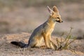 Cape fox, Kalahari, South Africa Royalty Free Stock Photo
