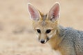 Cape fox portrait Royalty Free Stock Photo