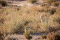 Cape Fox sitting outside den.