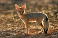 Cape fox (Vulpes chama)