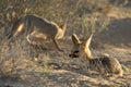 Cape fox Vulpes chama in evening sun with the puppy and dry yellow grass