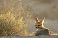 Cape fox Vulpes chama laying on the sand in Kalahari desert.