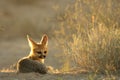 Cape fox Vulpes chama laying on the sand in Kalahari desert