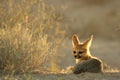 Cape fox Vulpes chama laying on the sand in Kalahari desert