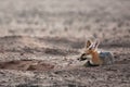 Cape fox Vulpes chama lying on the sand in Kalahari desert